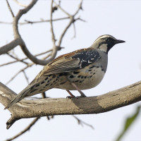 Spotted Quail-thrush